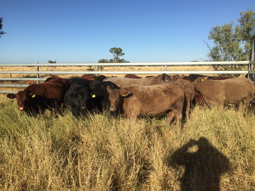 Mixed Angus and Murray Grey cross cattle standing behind the fence rails in tall dry grass