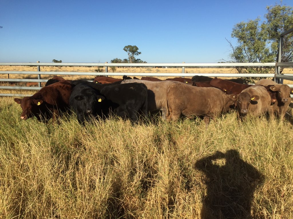 Angus and Murray Grey cross cattle gathered near the yard fence on Ryans Ridge