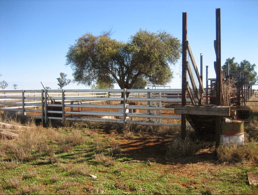 Timber cattle yards with a gum tree at Ryans Ridge