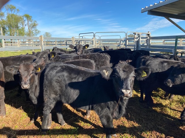 Young black Angus cross Murray Grey calves inside the steel yards at Ryans Ridge